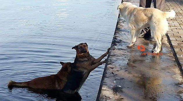 İnanılmaz anlar! Denize düşen köpeği, ardından atlayan köpek kıyıya getirdi
