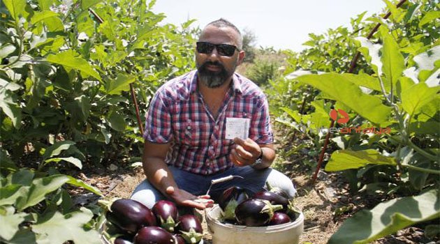İzinsiz aldığı patlıcanlar için para bırakıp notla helallik istedi