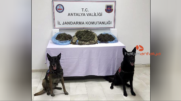 Jandarmadan uyuşturucu operasyonu