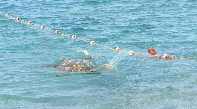 KAÇAK AĞA TAKILAN CARETTA CARETTA'NIN YAŞAM MÜCADELESİ