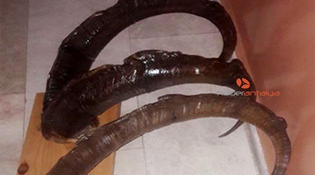 Kaçak dağ keçisi avına 27 bin lira ceza!