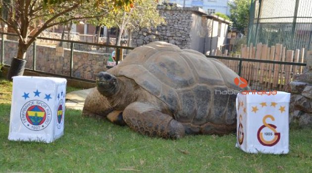 Kaplumbağa 'Tuki'nin derbi tahmini