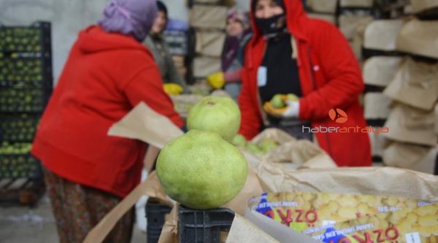 Karyağdı armudu alıcı bekliyor