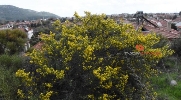 Kaş'ta ağaçlar çiçek açtı