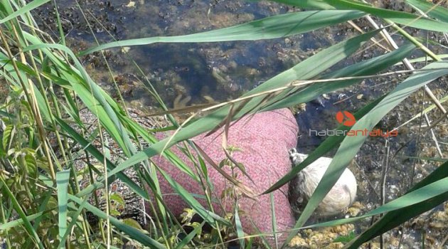 KAYBOLAN KADIN'IN CESEDİ SAZLIKLARDA BULUNDU