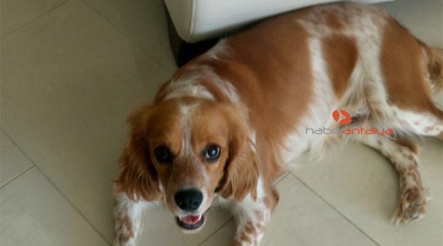 Kayıp köpeği bulana ödül