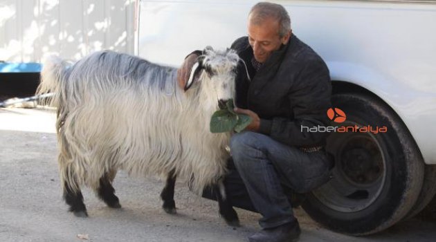 Keçisini yanından ayırmıyor