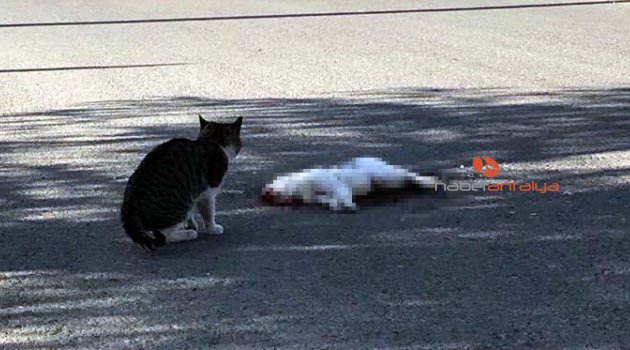Kedi, otomobil altında kalan kedinin başından ayrılmadı