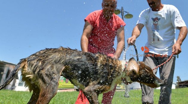 Kedi ve köpek maması üzerinden açık artırma