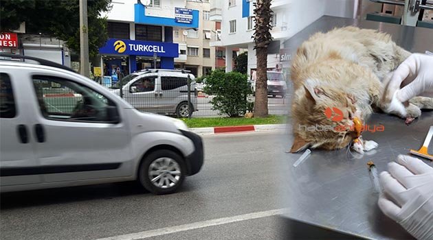 Kedi, yoğun trafik nedeniyle yolun karşısına geçemedi