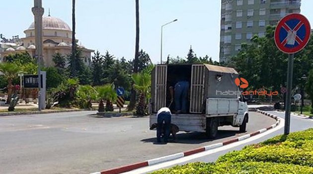 KEDİLERİ PARÇALAYAN 2 AV KÖPEĞİNE ZABITA EL KOYDU