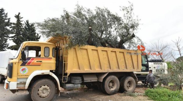Kepez'de ağaçlar kesilmiyor, taşınıyor