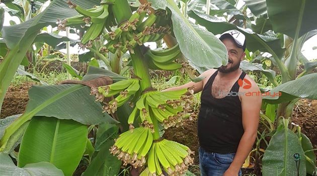 Kepez'de de muz hasadı başlayacak