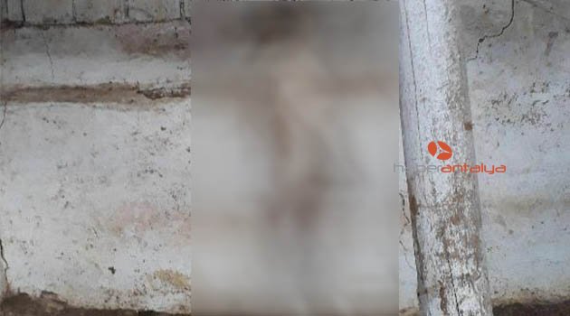 Köpeği asarak öldürdüler!