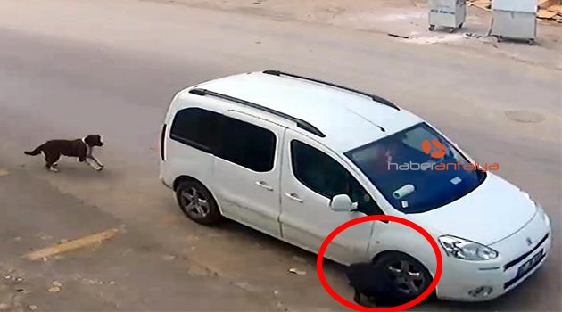 Köpeği ezen o sürücü bulundu ama...