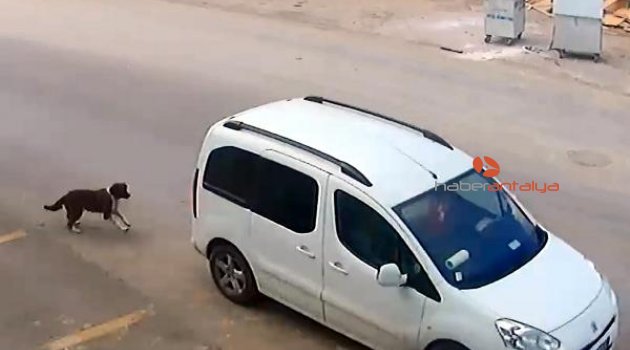 'Köpeği ezen sürücünün ehliyetine el konulsun' talebi