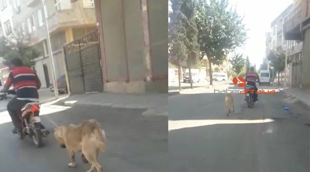 Köpeğin boğazına ip geçirip motosikletin arkasına bağladı
