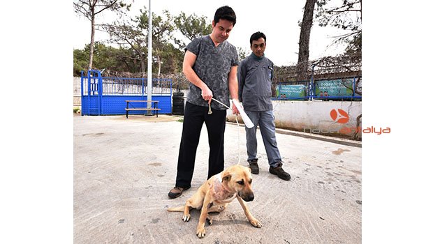 Köpeğin ensesini bıçakla kesip kaçtı