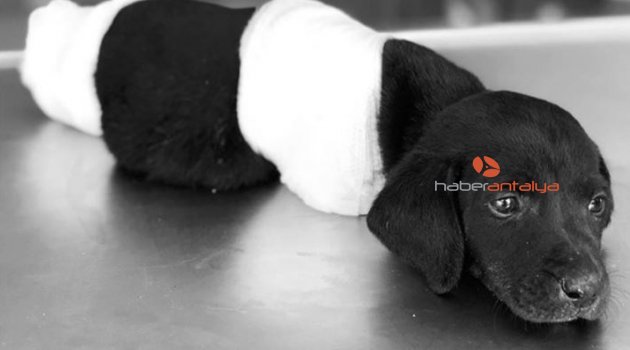 Köpeğin ölümüyle ilgili tutuklanan greyder operatörü serbest