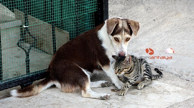 Köpek, kediye annelik yapıyor
