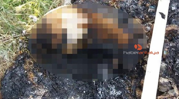Köpek yavrusunu, döverek ve yakarak öldürdüler!