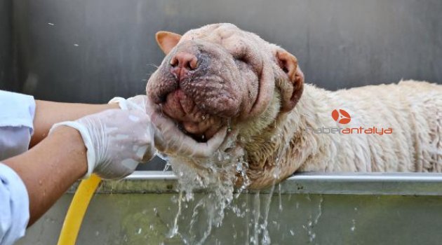 Köpeklere köpüklü banyolu serinlik