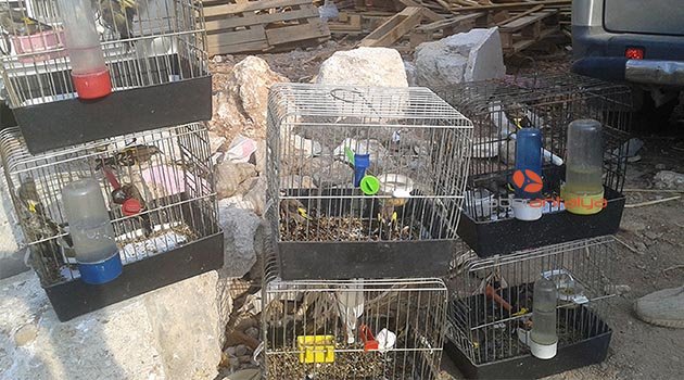 Koruma altındaki saka kuşu satışına 11 bin lira ceza