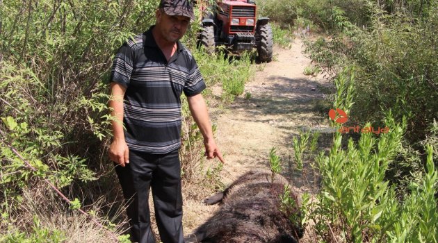 Köylülerin kabusu olan yaban domuzu 45 gün sonra etkisiz hale getirildi