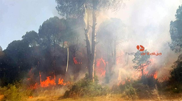 KRAL YOLU’NDA 2 GÜNDE 5 HEKTAR ORMAN YANDI