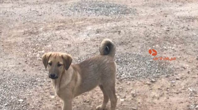 Kulağı kesilen köpeklere Büyükşehir'den yardım eli
