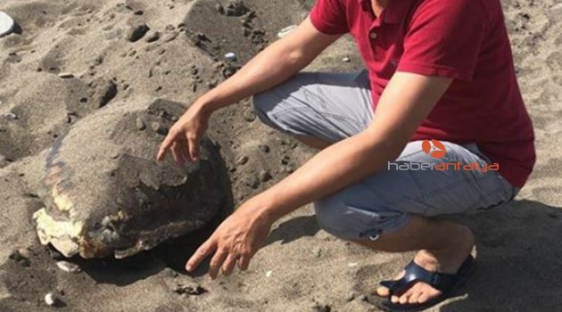 Kumluca’da başı ezilmiş caretta ceratta bulundu