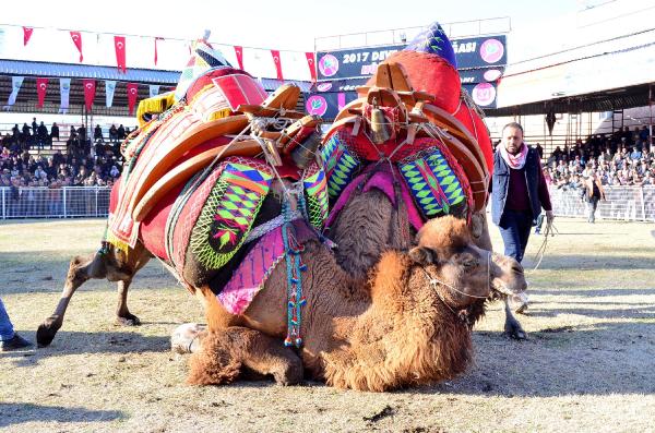 Kumluca'da Deve Güreşleri Yapıldı