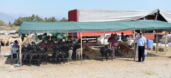 KUMLUCA'DA KURBAN SATIŞ YERİ BELİRLENDİ