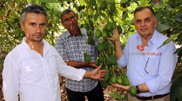 Kumlucalı üreticinin alternatifi avokado