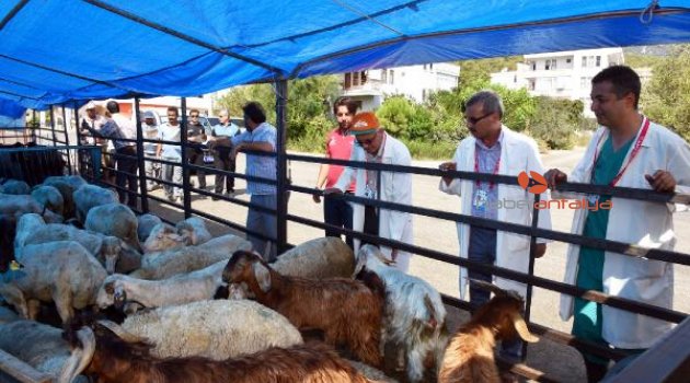 Kurban satış yerleri belirlendi