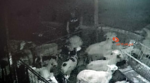 Kurbanlık hırsızları kamerada