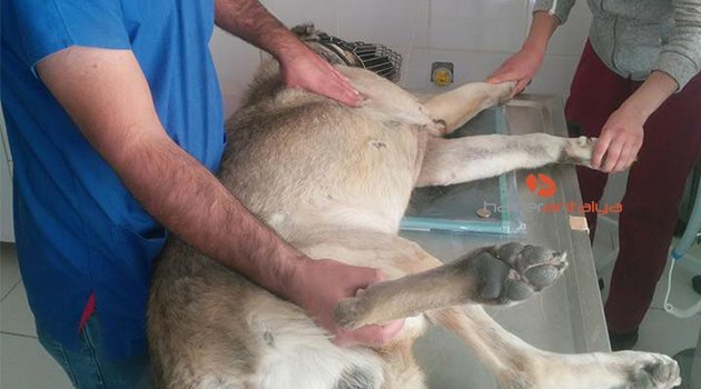 Kurşun sıkılarak vurulan köpek, kanlar içerisinde sürünerek evine kadar gelmeyi başardı