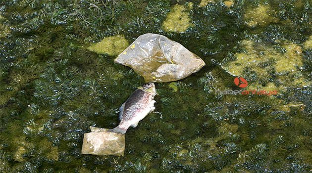 Kuruyan derede can çekişen balıklara 'can' suyu
