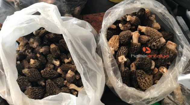 Kuzugöbeği geçim kaynağı
