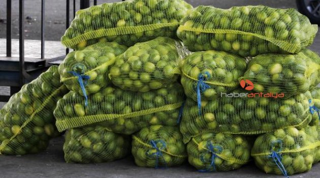 Limon fiyatına 'turfanda' ayarı