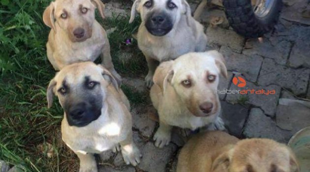 Mahallelinin sahiplendiği 6 köpek zehirlenerek öldürüldü