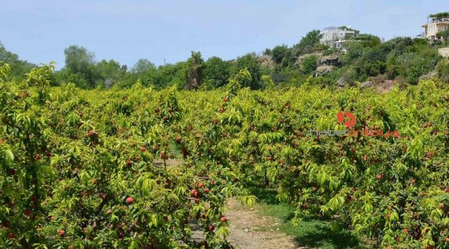 “Manavgat Meyvecilikte de adından söz ettirecek”