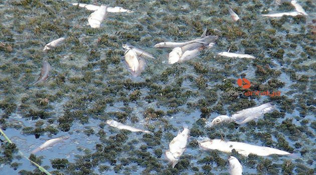 Manavgat’ta balık ölümleri
