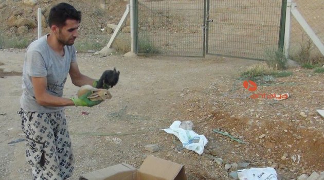 Manavgat’ta hasta tavşanları yol kenarında ölüme terk ettiler