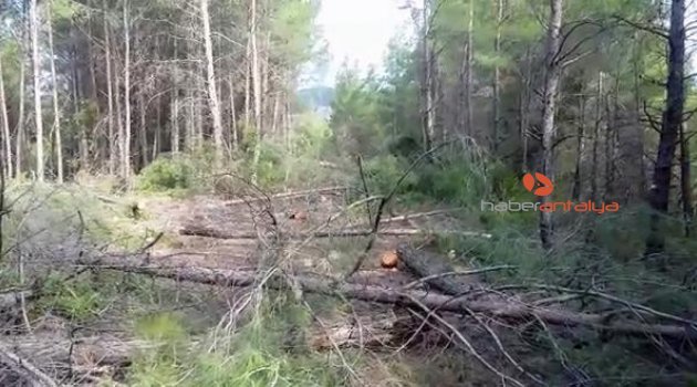 Manavgat'ta macera parkı için 300'den fazla ağaç kesildi