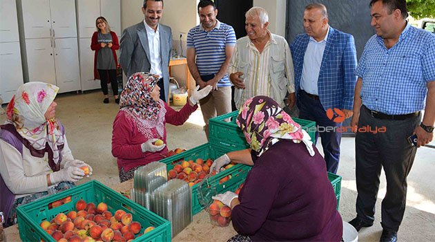 Manavgat'ta şeftali üretimi