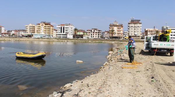 Manavgat&#039;ta Sinekle Mücadele