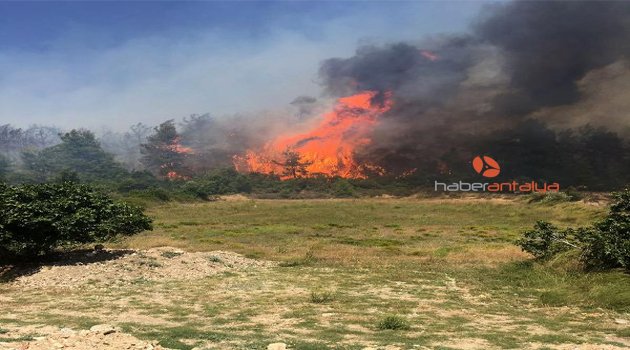 Manavgat'taki yangında 5 hektar alan zarar gördü