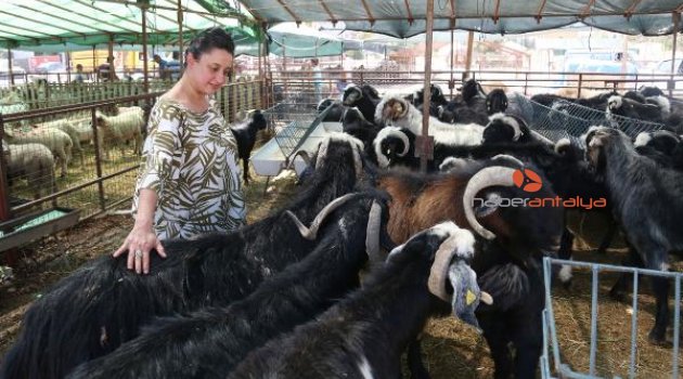 Marketlere kurbanlık eleştirisi