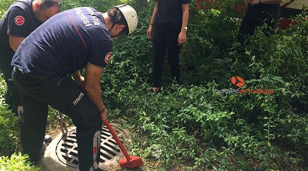 Mazgala düşen kedi seferberliği